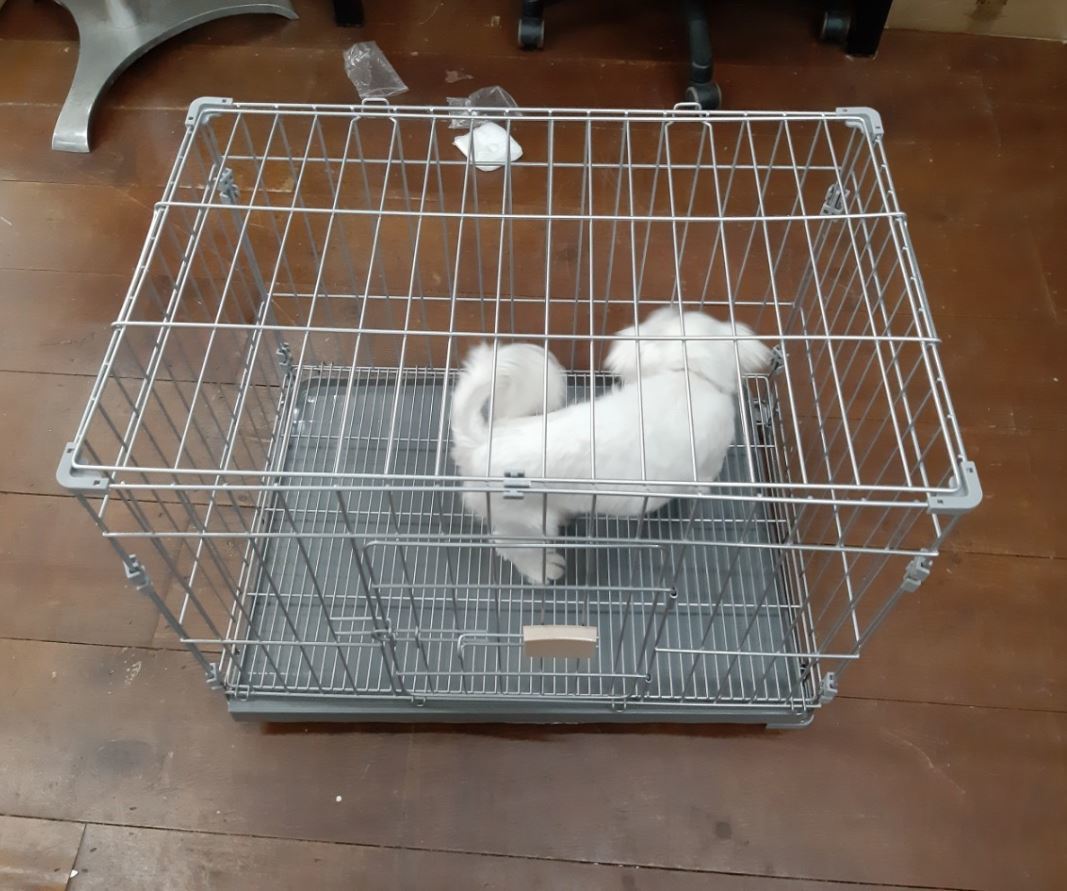 강아지고양이 소형견 철장